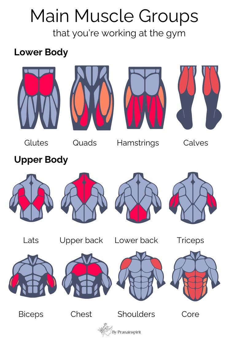 an image of the muscles in men's bodysuits and how to use them