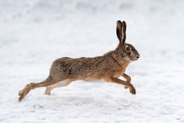 a brown rabbit running in the snow