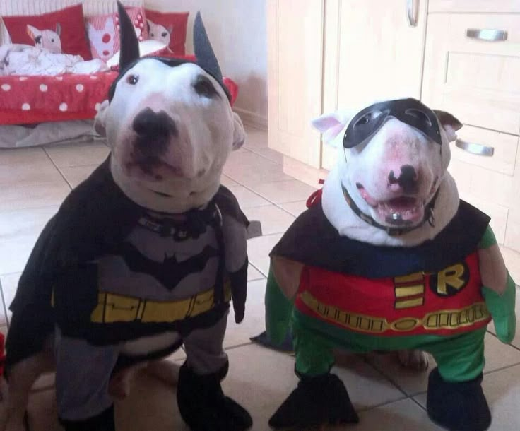 two dogs dressed up as batman and robin the dog are sitting next to each other