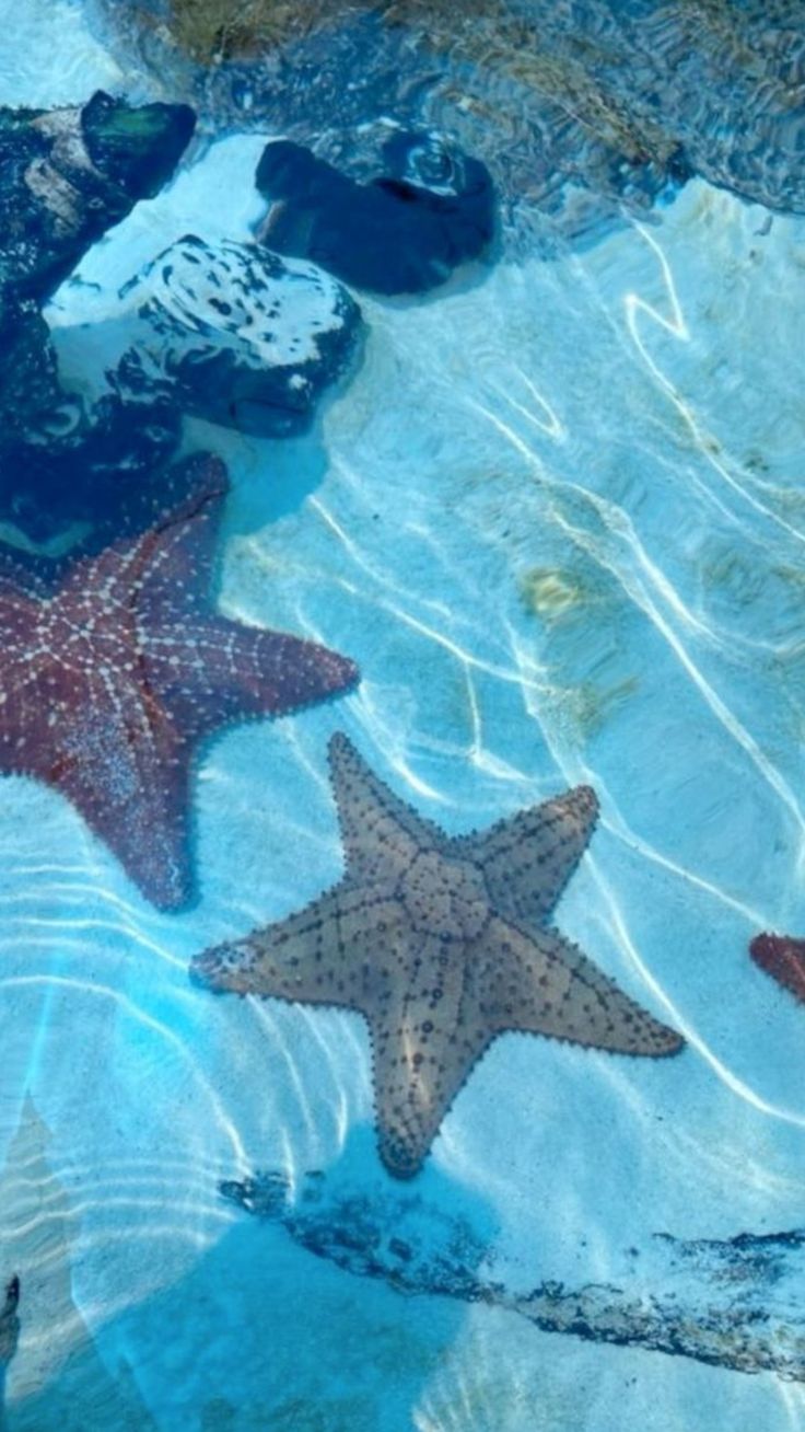 three starfishs are swimming in the water