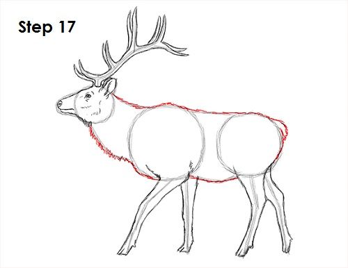 how to draw a deer step by step