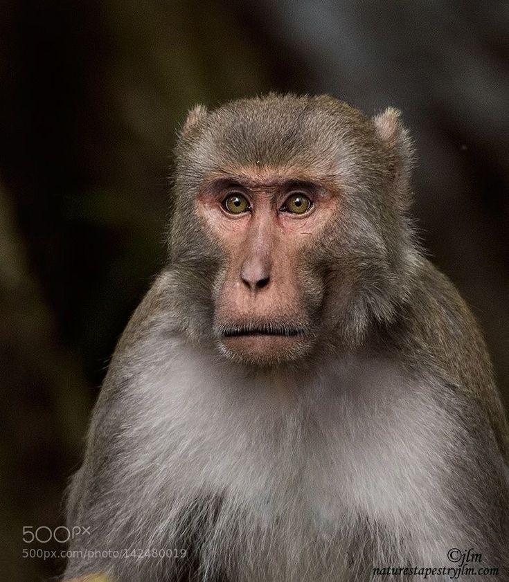 a monkey is staring at the camera