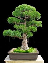 a bonsai tree in a pot on top of a table