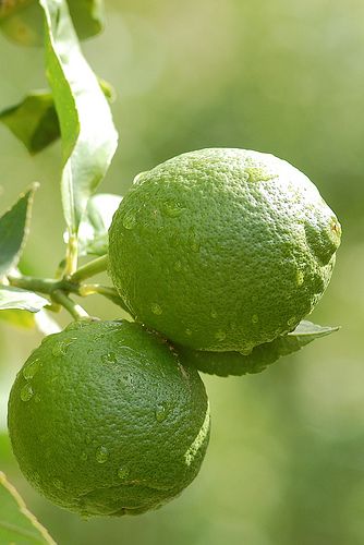 two limes hanging from a tree with green leaves