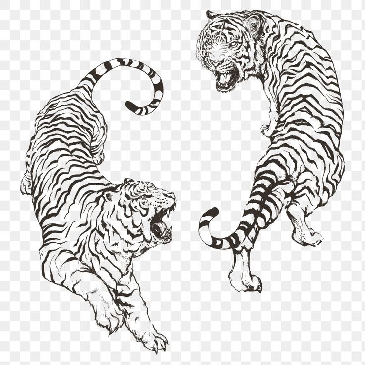 two tigers playing with each other in black and white ink on transparent background png