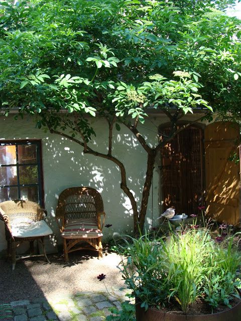 a patio area with two chairs under a tree