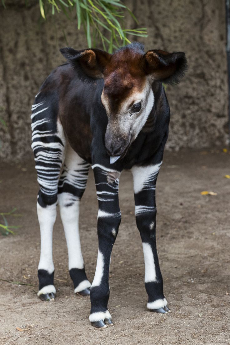 a baby zebra standing on top of a dirt ground next to a green leafy tree