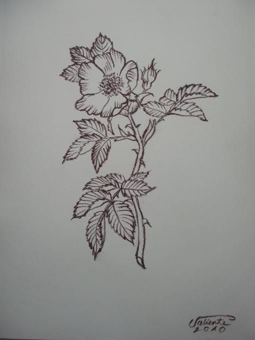 a drawing of a flower with leaves on it