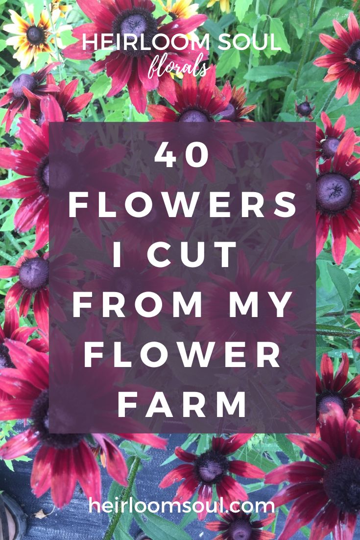 red flowers with text overlay that reads 40 flowers i cut from my flower farm