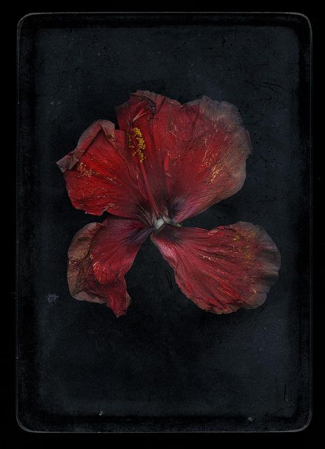 two red flowers on a black background with one flower still attached to the end of the petals