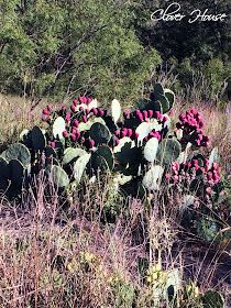 a large cactus in the middle of a field with pink and white flowers on it