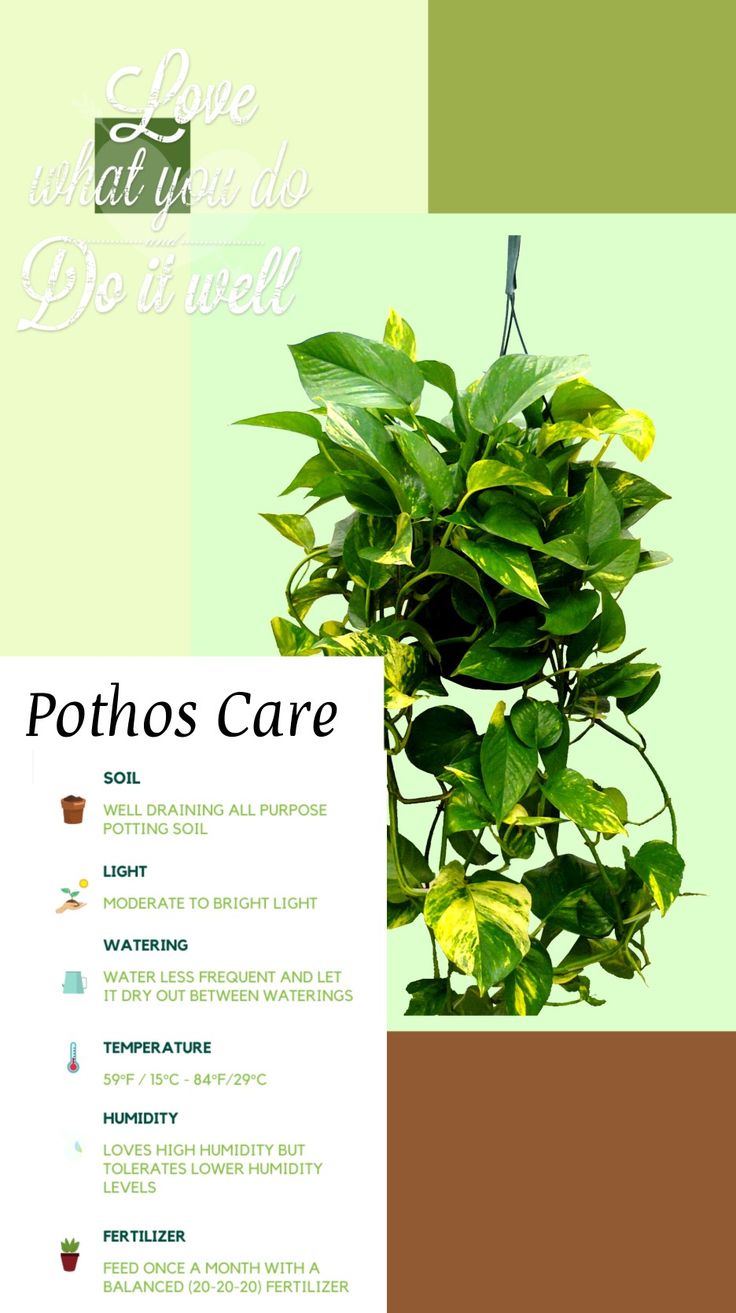 a brochure with some plants in it