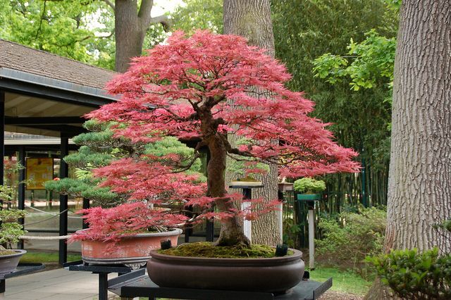 a bonsai tree in a large pot on a table next to some benches and trees