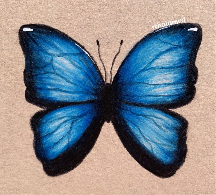 a blue butterfly painted on the ground