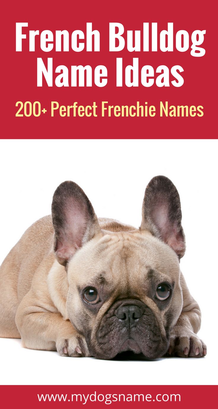 a french bulldog is laying down with its head on the ground