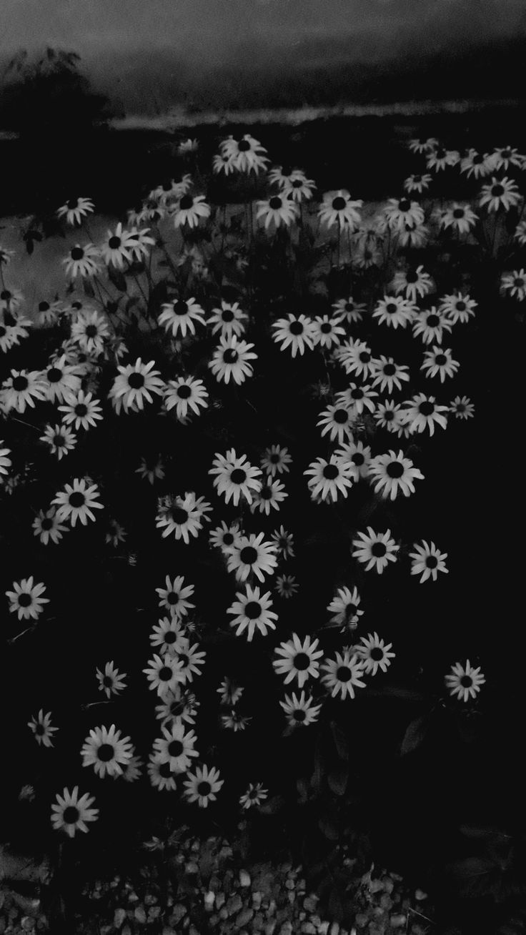 black and white photograph of flowers in the grass