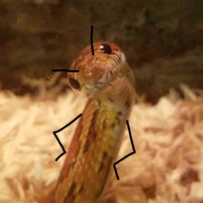 a close up of a small lizard on top of dry grass with two black arrows pointing to it's head