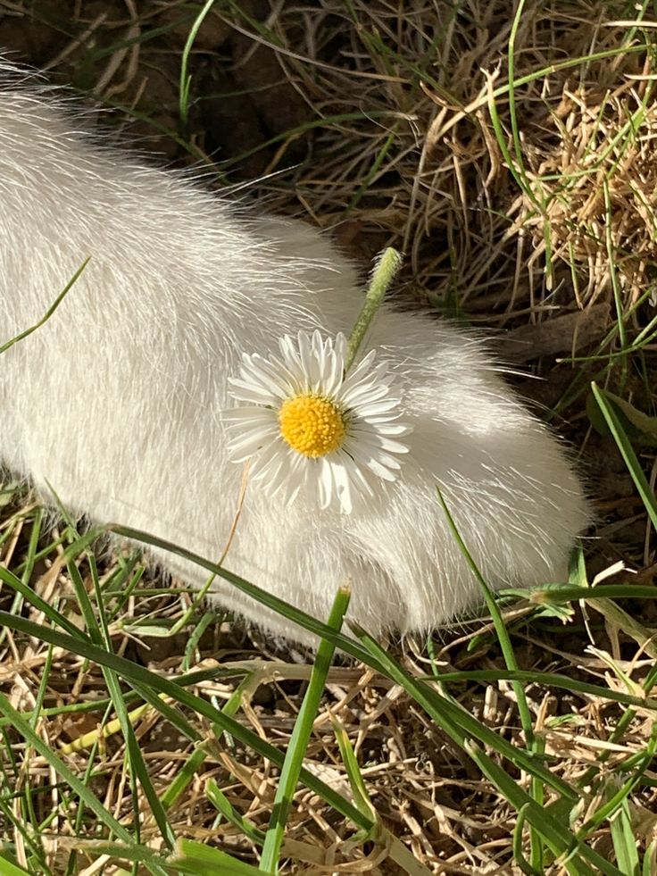 a small white animal with a yellow flower on it's back end laying in the grass