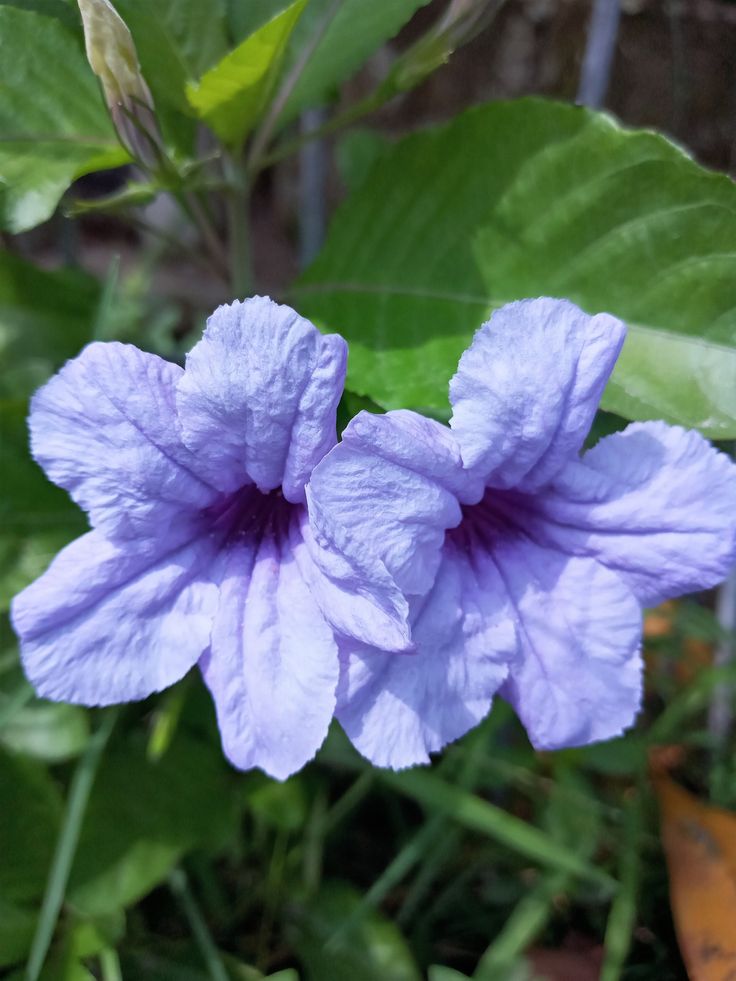 a purple flower with green leaves in the background