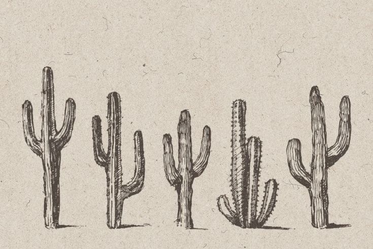 four different types of cacti on a piece of paper with the words cactus written in it