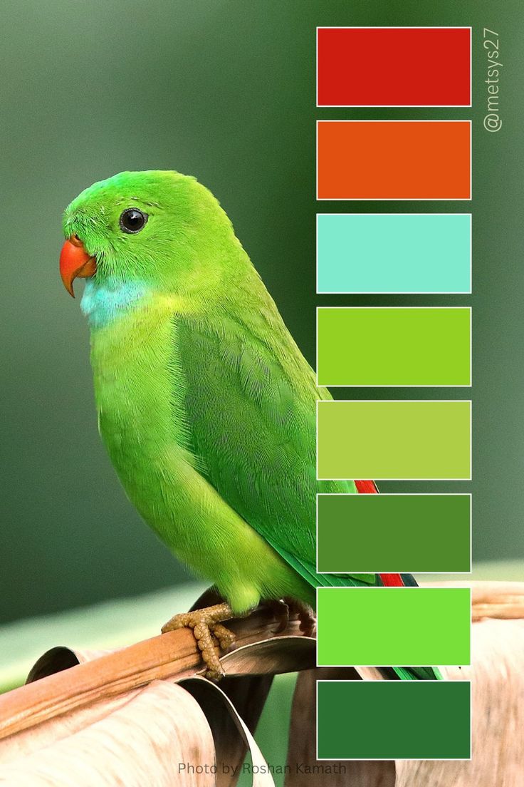 a green bird sitting on top of a wooden stick next to a color swater