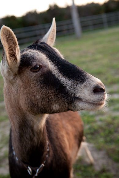 a brown and black goat standing on top of a grass covered field next to a fence