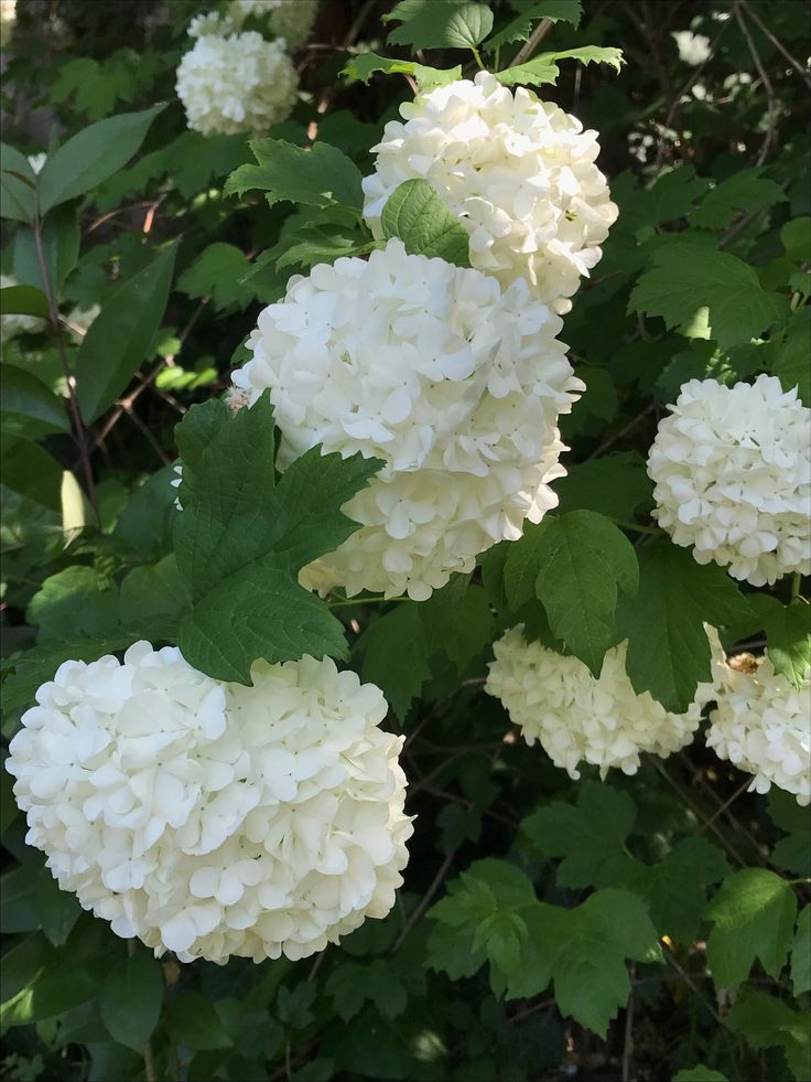 white flowers are blooming on the branches of some trees in front of green leaves