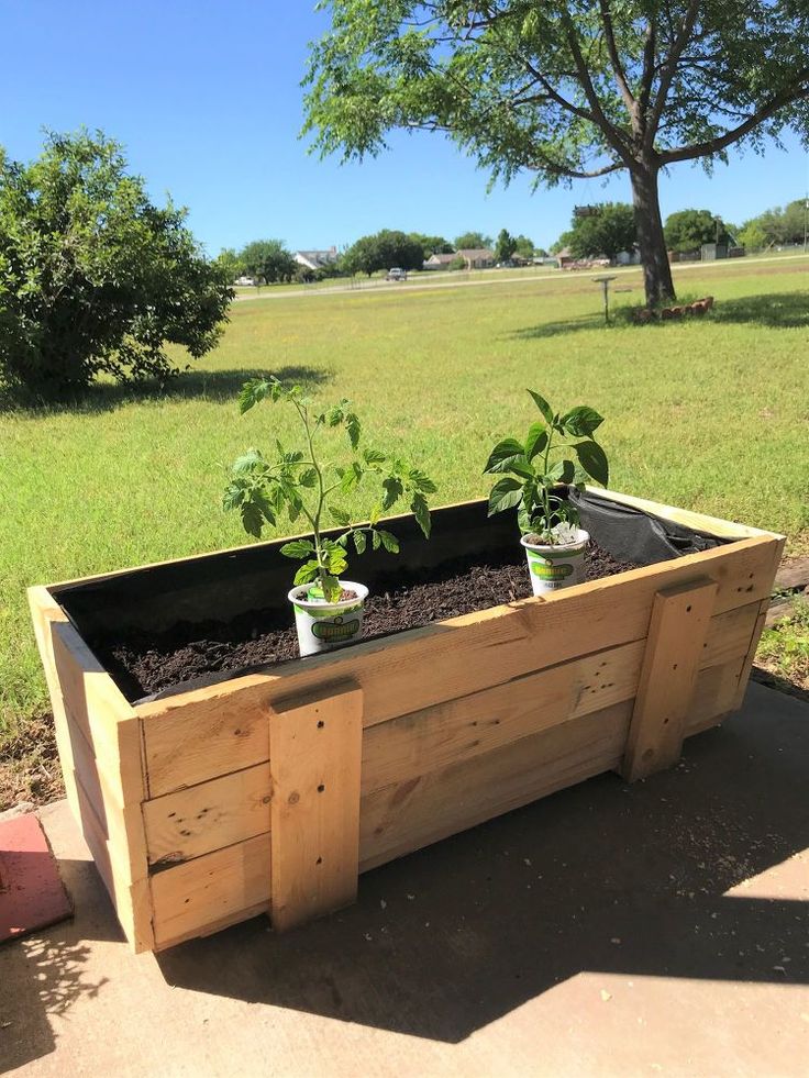 two plants are growing in a wooden planter