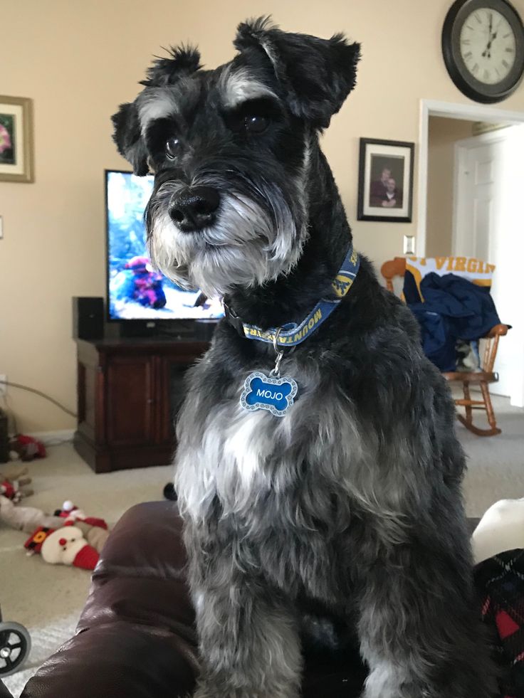 a black and white dog sitting on top of a couch