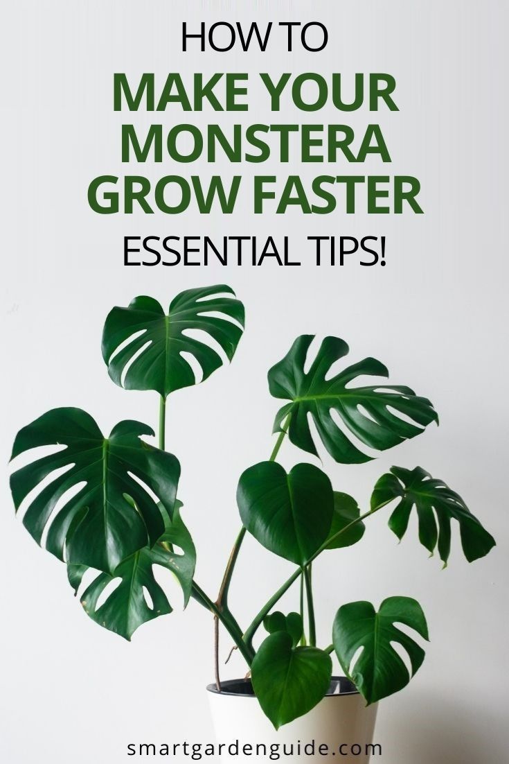 the complete guide to monstera delicasa care