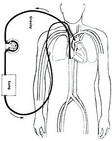 an image of a diagram of the human body and its connections to blood vessels, including the heart