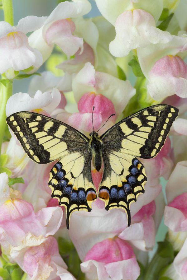 a yellow and black butterfly sitting on some pink flowers