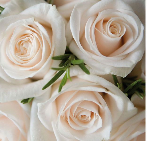 white roses with green stems are arranged in a close up view on the top right corner