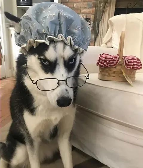 a husky dog wearing glasses and a blue bonnet sits on the floor in front of a couch