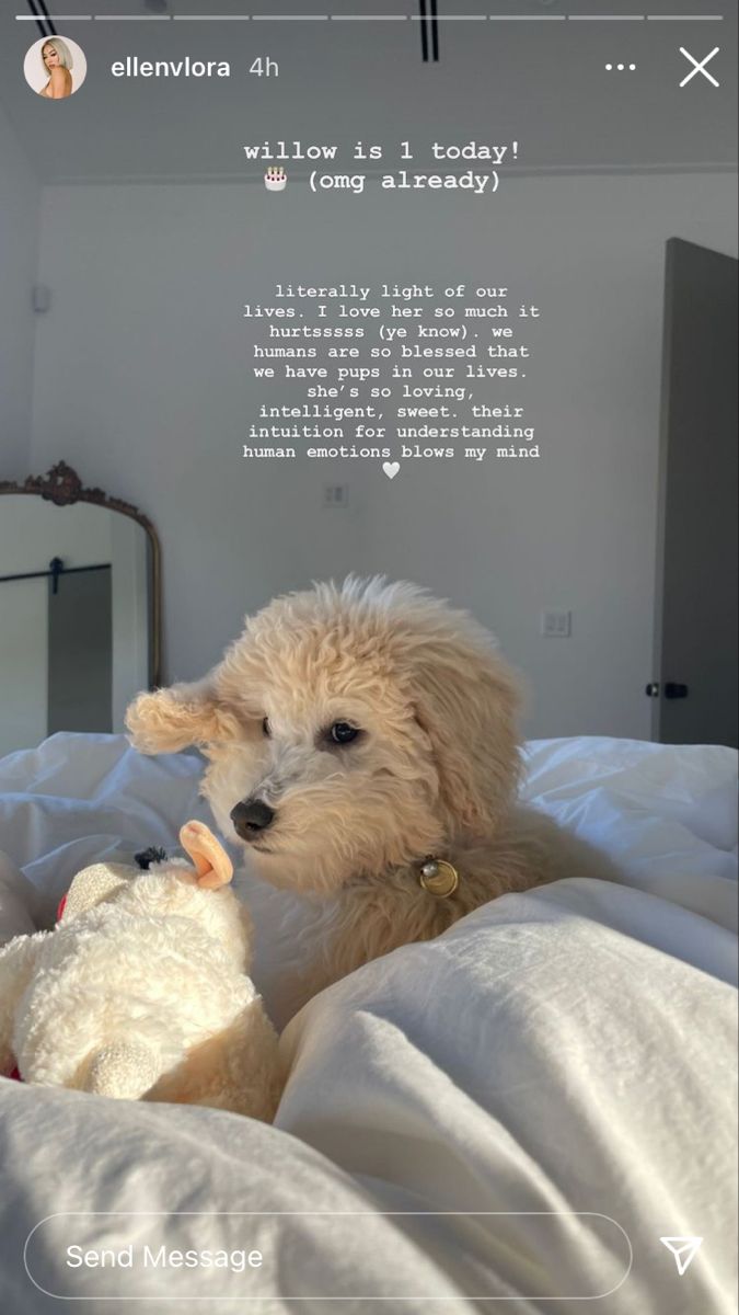 a white dog laying on top of a bed next to a stuffed animal