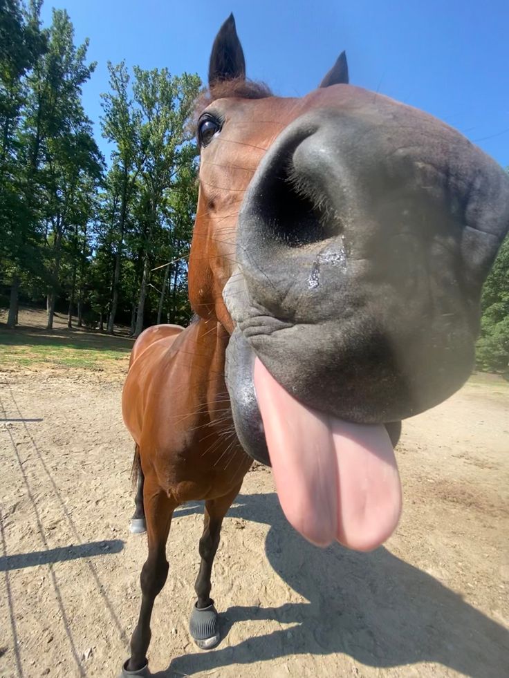 a horse sticking its tongue out to the camera