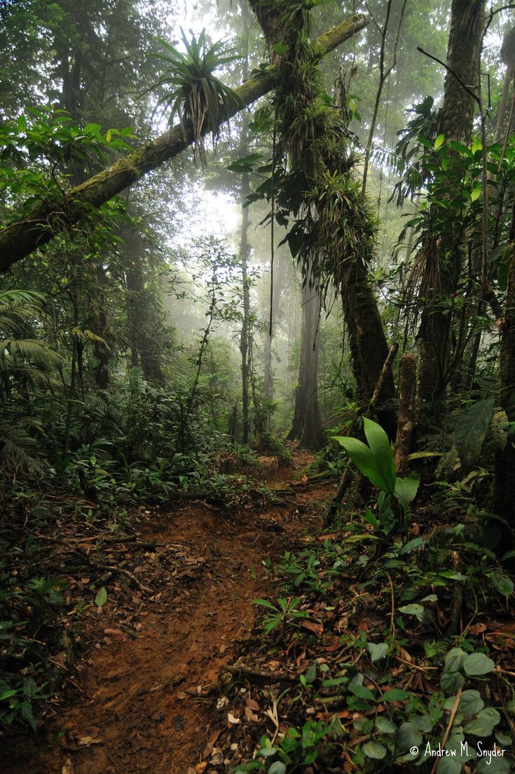 a dirt path in the middle of a forest with lots of trees and plants on both sides