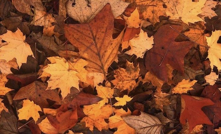 many different colored leaves laying on the ground