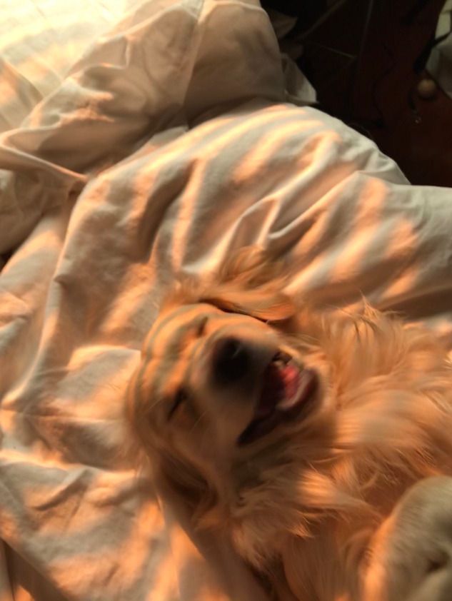 a dog is laying on its back in the bed with it's mouth open