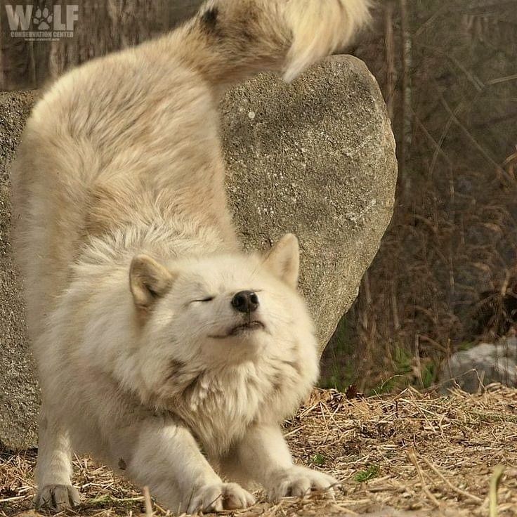 an adult polar bear standing on its hind legs with it's head up to the ground