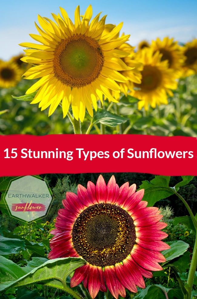 sunflowers with the title 15 stunning types of sunflowers in red and yellow