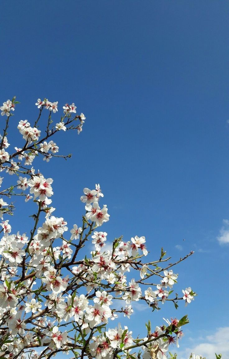 a tree with lots of white flowers in front of a blue sky