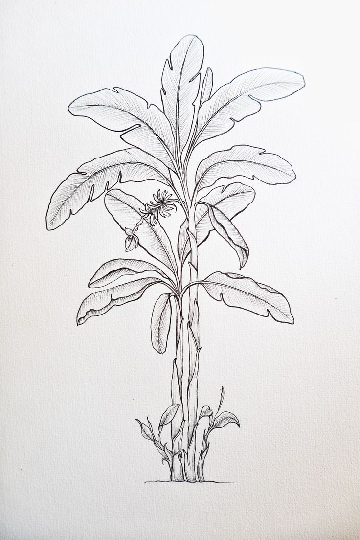 a drawing of a plant with large leaves