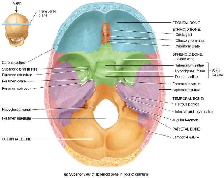 the structure of the human skull and its major bones, including the cranium