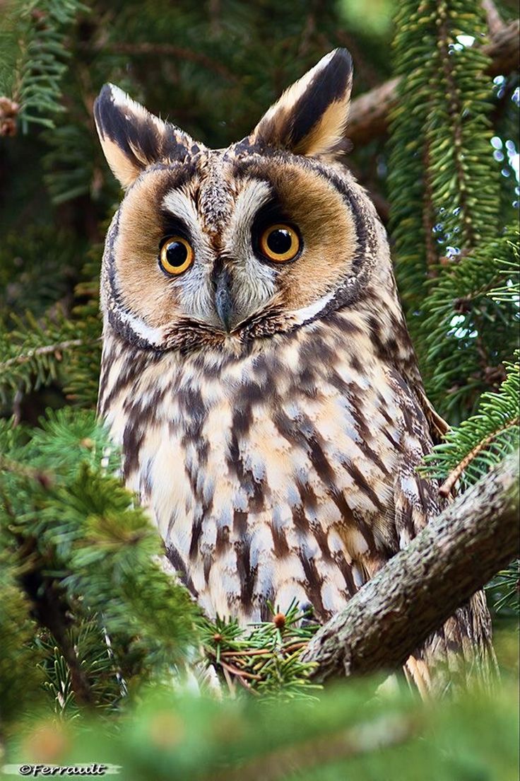 an owl is sitting in a tree looking at the camera while it's eyes are wide open