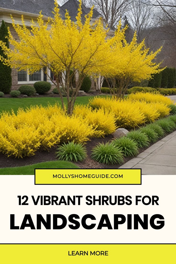 the front yard with yellow trees and shrubs in bloom, text reads 12 vibrant shrubs for landscaping learn more