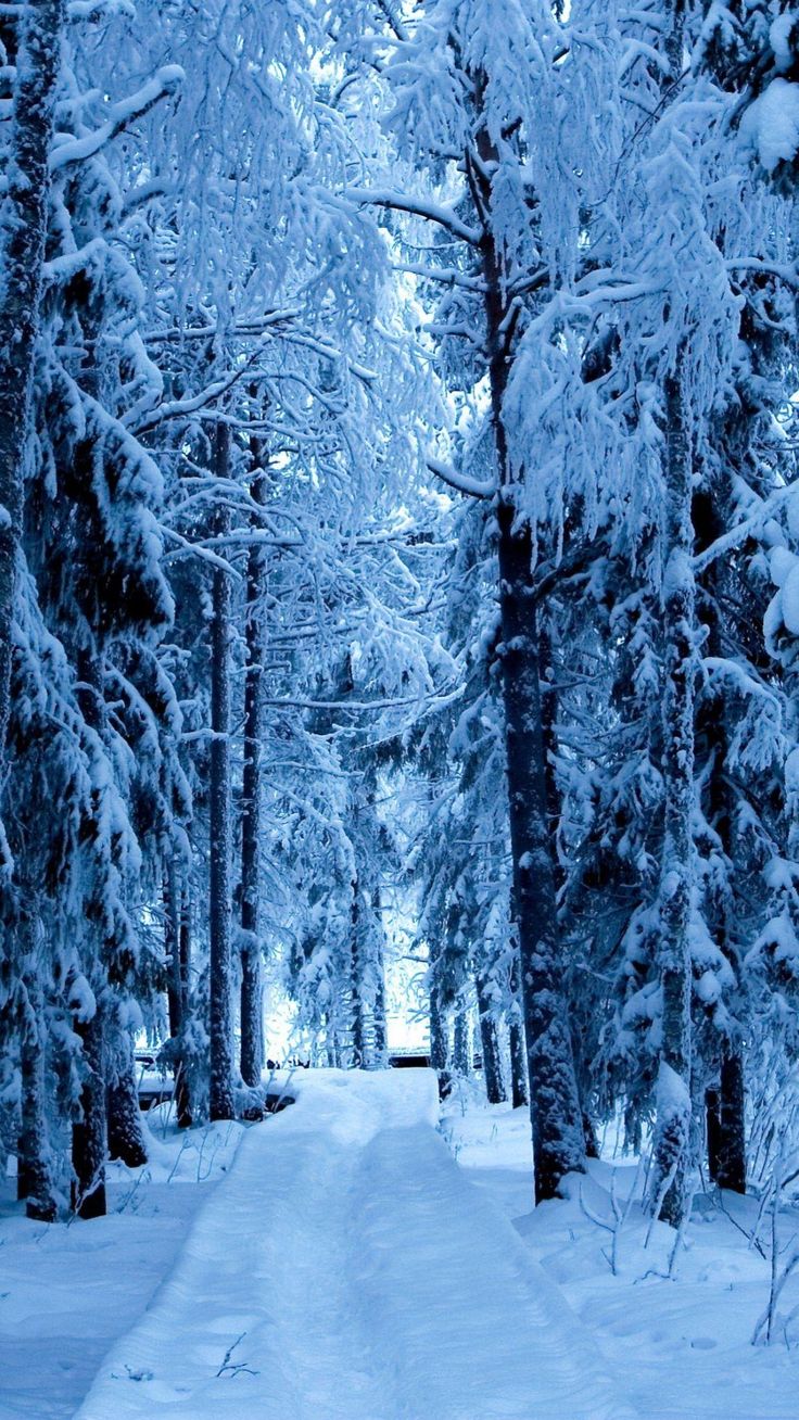 a snow covered road surrounded by tall trees