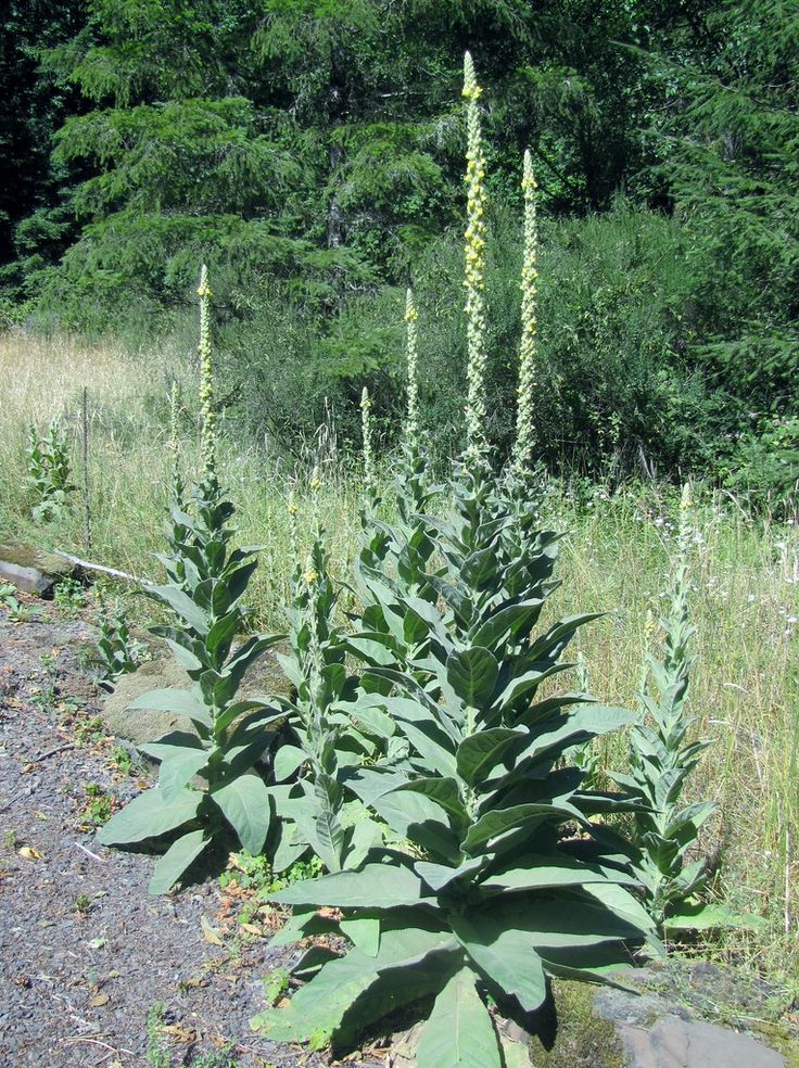 some very pretty plants by the side of the road with trees in the back ground