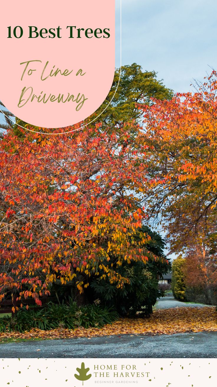 fall trees with the title 10 best trees to line a driveway