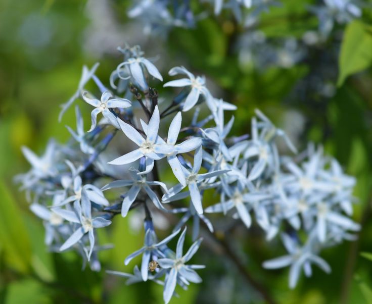 the blue flowers are blooming in the garden